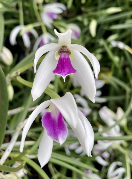 Leptotes bicolor