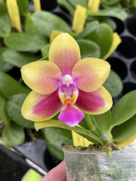 Phalaenopsis Allura "Andromeda"