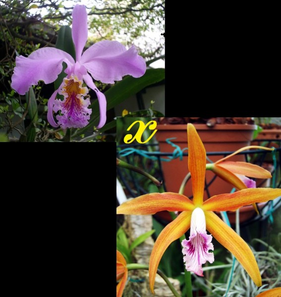 Lc. Lucille