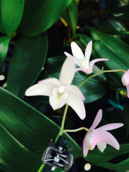 Dendrobium kingianum x speciosum var. periculatum