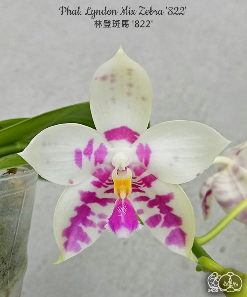 Phalaenopsis Lyndon Mix Zebra "822"