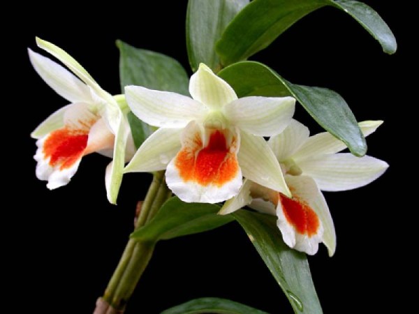 Dendrobium Dawn Maree
