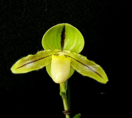 Paphiopedilum Druid Spring