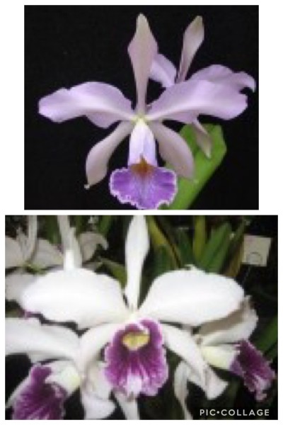 Laelia purpurata "Aco" x Cattleya Whitei "Coerulea"
