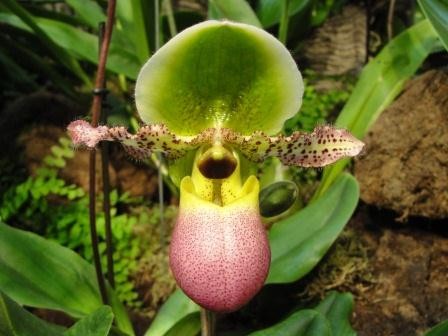 Paphiopedilum Pinocchio