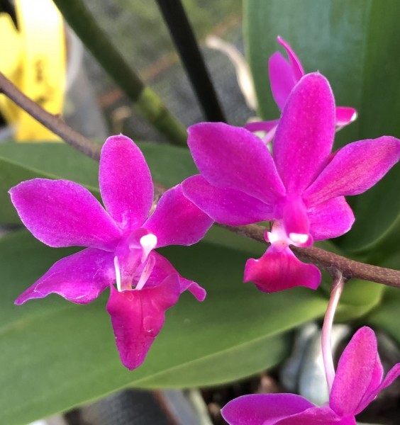 Doritaenopsis Purple Gem