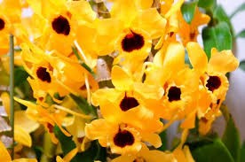 Dendrobium New Polka "Tower"