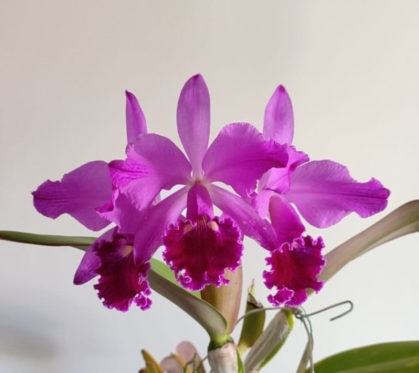 Cattleya labiata flamea