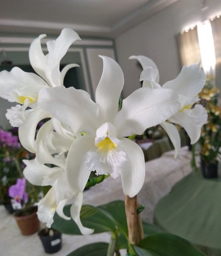 Cattleya amethystoglossa var. Alba "do Caliman"