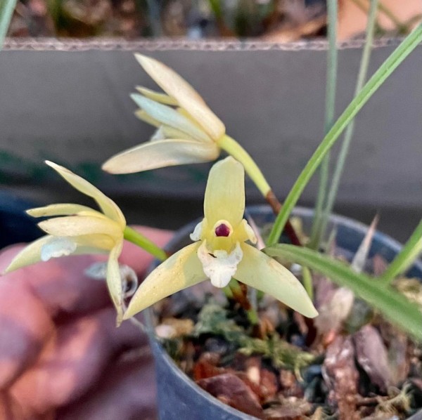 Maxillaria kautskyi