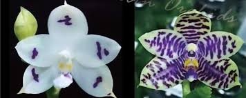 Phalaenopsis KS Blue Ludde x Lioulin Blue Peacock
