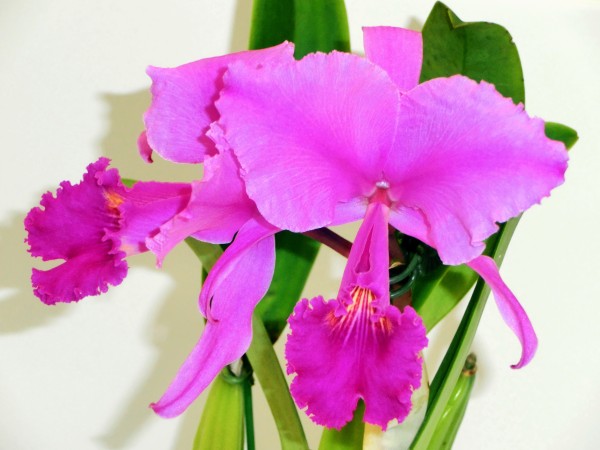 Cattleya trianae var. Rubra