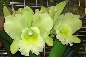 Blc. (Rlc.) Chief Green Paradise "Big Green"