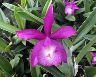 Brassocantanthe Pink Panther "DH#8"