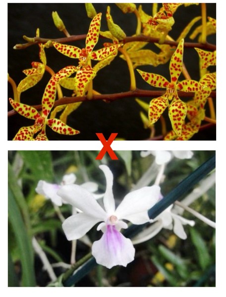 Renanthera monachica x Holcoglossum amesianum