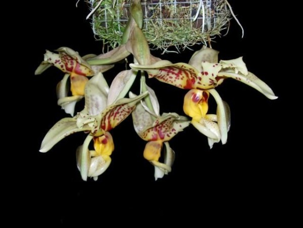 Stanhophea shuttleworthii