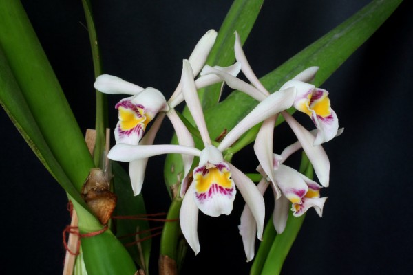 Cattleya iricolor x sib