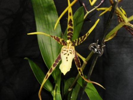 Miltassia Toskana