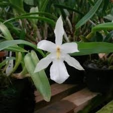 Miltonia spectabilis var. Alba