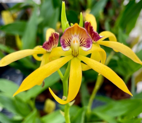 Encyclia (vitelina x cochleata) x cochleata