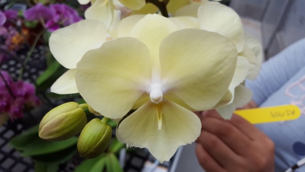 Phalaenopsis Allura "Excalibur"