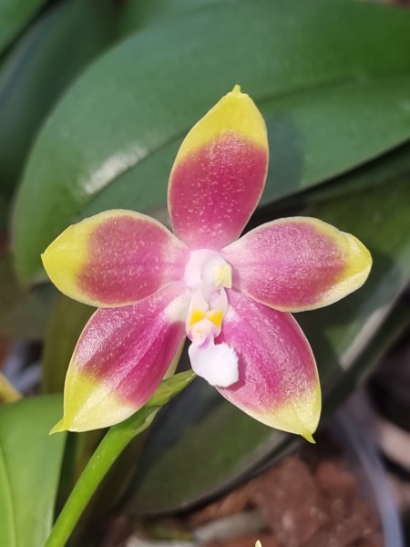 Phalaenopsis (Tetrasambo x Tying Shin Fly Eagle) x [Kenanga x (Jennifer Palermo x KS Happy Eagle)]