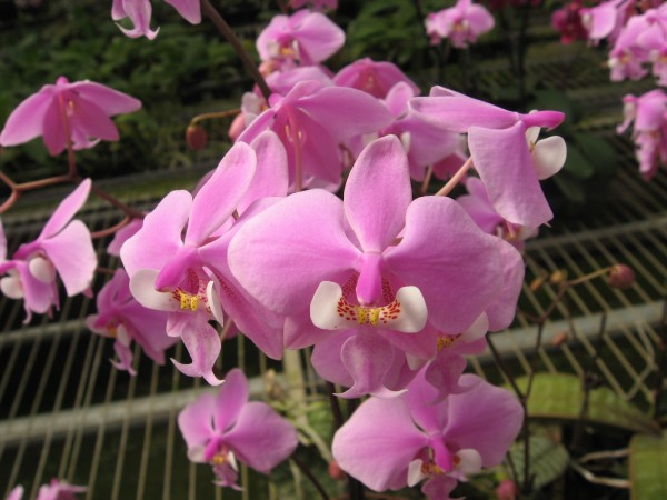 Phalaenopsis schilleriana