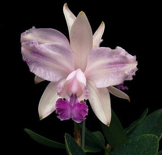 Cattleya intermedia flamea coerulea