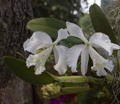 Cattleya mendelii var. Alba