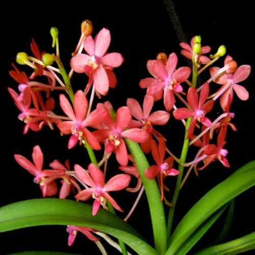 Ascofinetia Peaches x Neofinetia falcata "Yellow Fuuran"