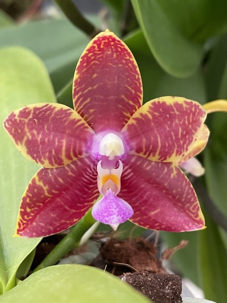Phalaenopsis Brother Ambo Buddha x (Zheng Min Tyrannosaurus x Dragon Tree Eagle)