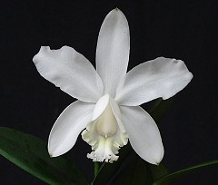 Cattleya loddigesii var. Alba "Johnny F1" x self