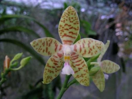 Phalaenopsis pallens