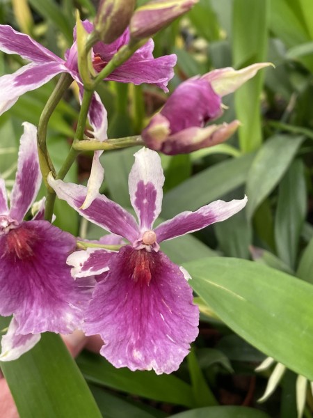 Miltonia Kibet "Belleglade"