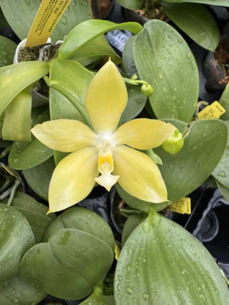 Phalaenopsis Valentinii "Alba" x pulchra "Alba" x PK "Alba"