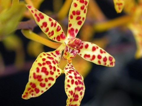 Renanthera monachica