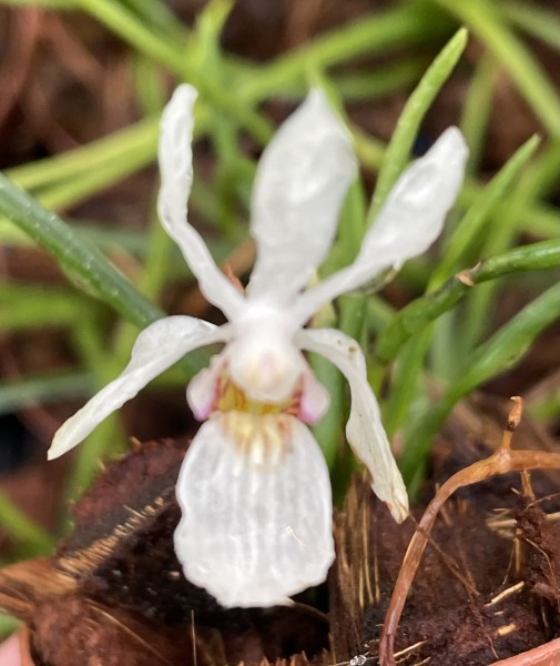 Holcoglossum lingulatum x rupestre