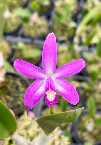 Laelia (longipes x milleri) x rupestris