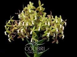 Epidendrum ammophilum