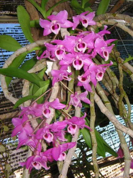 Dendrobium parishii