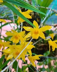 Dendrobium hancockii