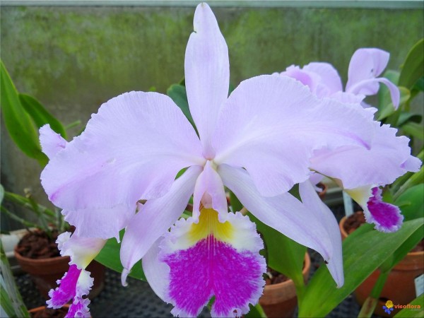 Cattleya Armainvillierensis