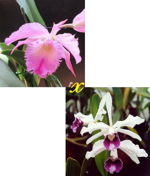 Blc. Veitchii