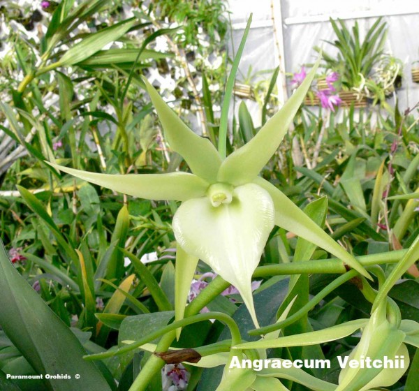 Angraecum Veitchii