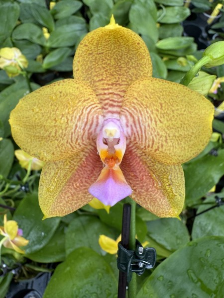 Phalaenopsis Allura "Spitfire"