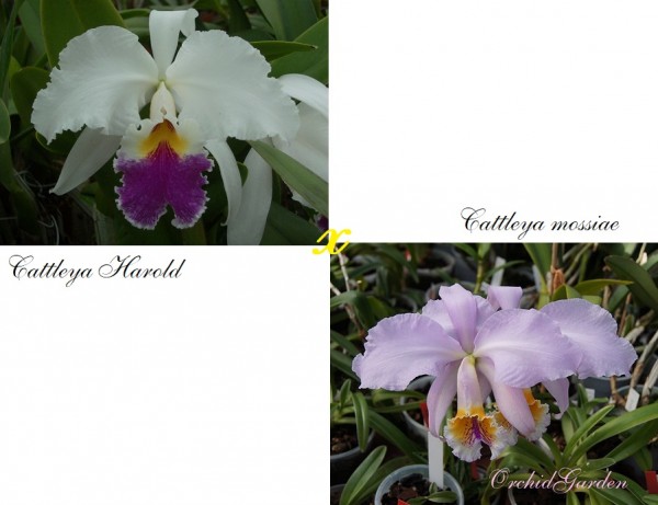 Cattleya Brussels