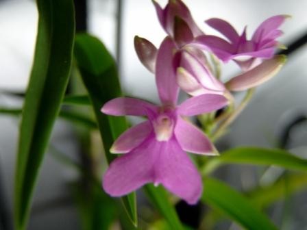 Oerstedella centradenia