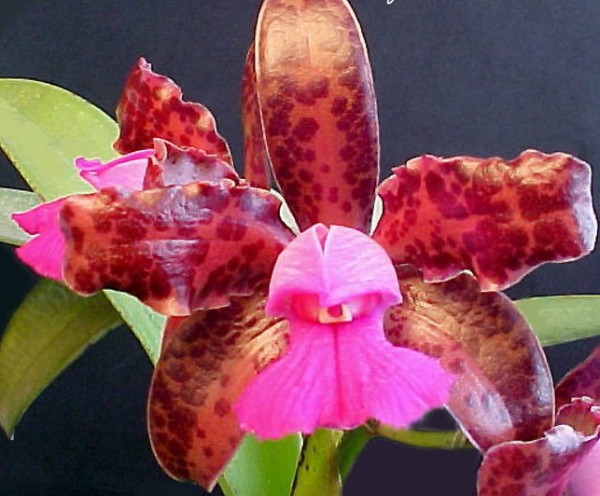 Cattleya leopoldii "Dark" x "Dark Prince"