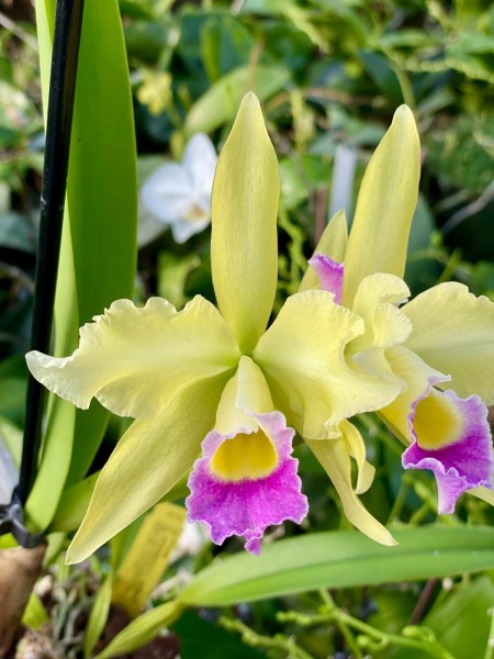 Cattleya (Lc.) Phryne
