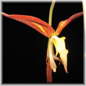 Gongora scaphephorus
